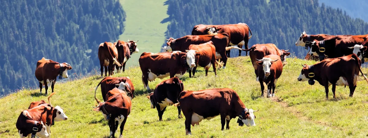 Rodzaje pozwoleń na pobyt w Szwajcarii